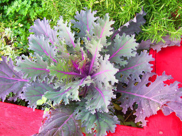 Диетолог Сантос: чай из капусты кале улучшит пищеварение