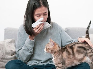 Как вылечить аллергию от кошек: Открытие ученых