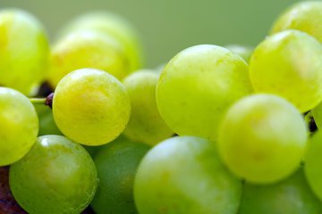 Гастроэнтеролог Утюмова: самой вредной из всех ягод является виноград