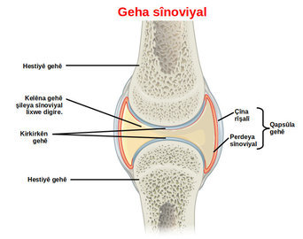 Ортопед Скакун: грелки снижают боль в суставах в межсезонье