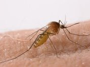 Почему комары не любят простоквашу