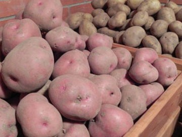 Под Челябинском четверо человек погибли от отравления парами картофеля