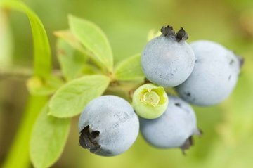 Linternaute: черника защищает от дегенерации желтого пятна
