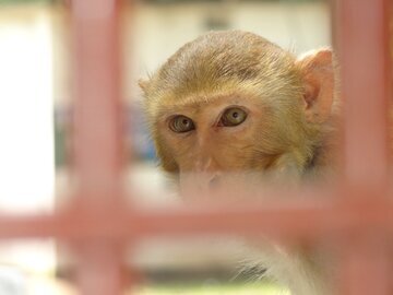 Врач Компанец: оспа обезьян не грозит эпидемией