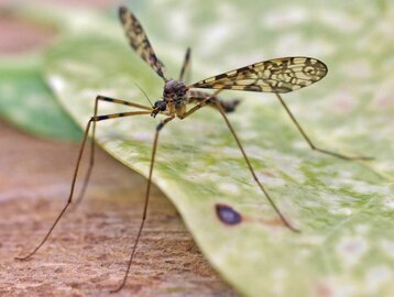 Объясняем.рф: лихорадку чикунгунья можно подхватить в Азии