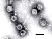 Почему ротавирус страшнее, чем кажется