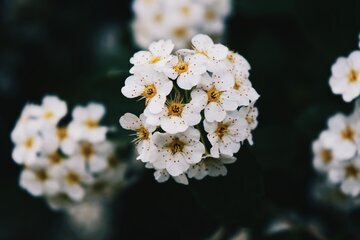 Иммунолог Паршина призвала начать АСИТ зимой