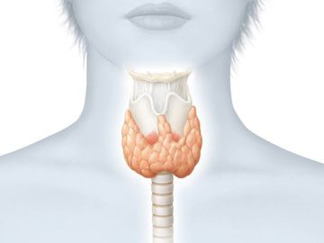 Как определить заболевания щитовидной железы?