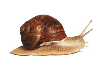 Врач Малышева: муцин из слизи улиток не омолаживает