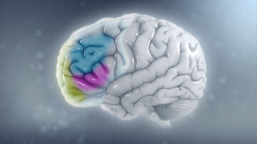 Врач Павлова: меню в 40 лет влияет на мозг в старости