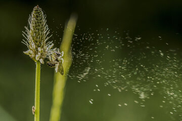 Врач Филева: аллергия снижает память в 2 раза