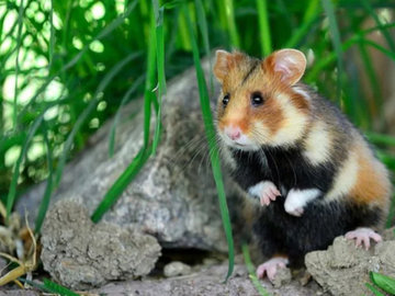 42-летняя американка скончалась, вдохнув помет хомяка