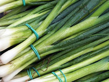 Названы полезные свойства зеленого лука для пожилых людей