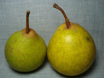 NHS: зеленые груши снижают холестерин