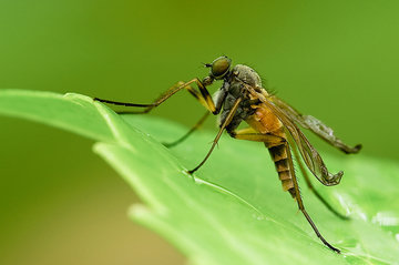 Иммунолог Быков: средства от комаров на лицо могут вызвать раздражение и попасть в глаза