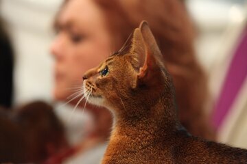 Врач Полякова: аллергия на животных появляется через годы