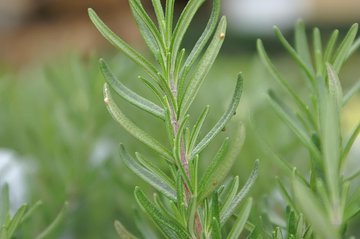 Marmiton: розмарин улучшает память и когнитивные функции