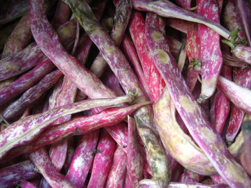 Малышева: фасоль помогает защититься от гипертонии