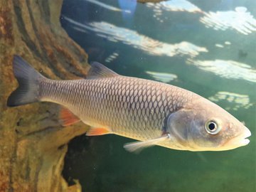 Малышева: лептоспироз вызывает сыпь на теле