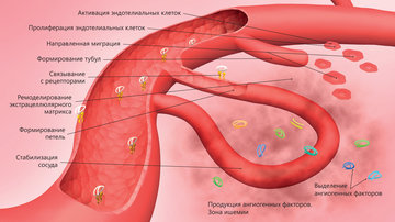 Уфимские врачи: даже безникотиновые вейпы вредят сосудам
