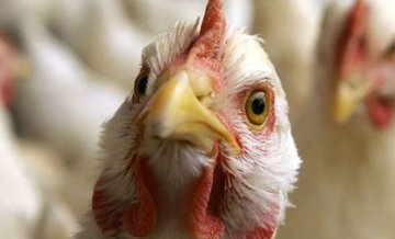 Птичий грипп в Москве: правда или вымысел?