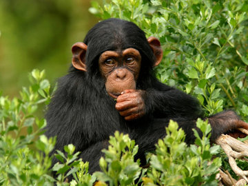 Эксперты призывают прекратить опыты по созданию гибрида человека и обезьяны