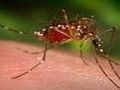 Американские ученые хотят заразить добровольцев малярией