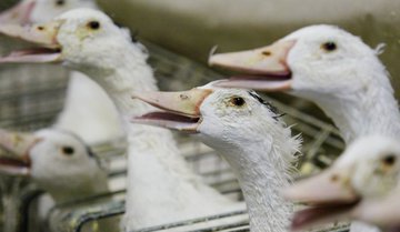 На юге Швеции у уток подозревают птичий грипп