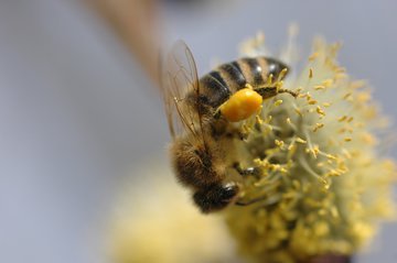 Врач Овнанян: пыльца менее активна после захода солнца