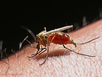 Загадка комаров: Почему они кусают одних и щадят других?