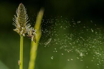 Врач Бондаренко: теплая весна усиливает симптомы аллергии