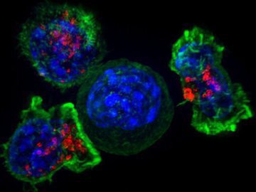 Aventa Genomics утвердила тест, выявляющий раковые опухоли
