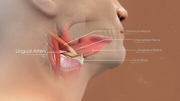 Врач Соков: блуждающий нерв отвечает за глотание