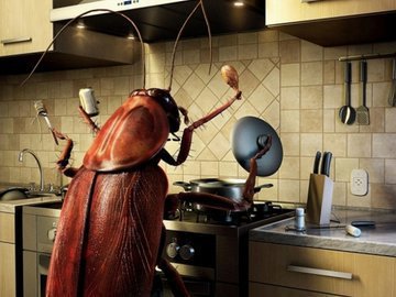 Реально ли победить таракана? Они плюют на яды и ненавидят чистоту