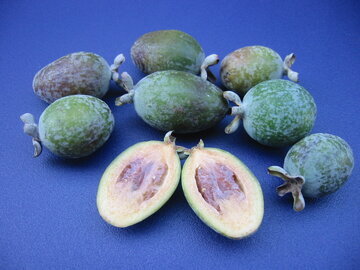 Диетолог Соломатина: фейхоа нормализует вес