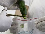 В Ульяновске открылась лаборатория для выявления ГМО