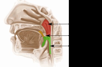 Анестезиолог Портер: сиплый голос может указывать на рак гортани