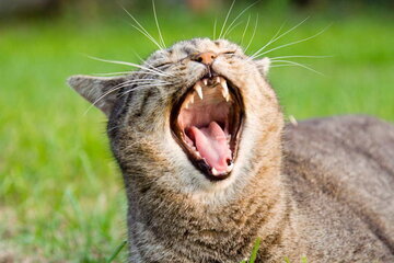 Врач Агаева: недостаток кислорода не провоцирует зевоту