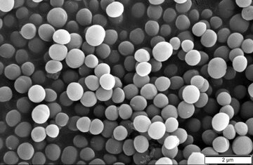 Врач Вялов: золотистый стафилококк лечить не надо