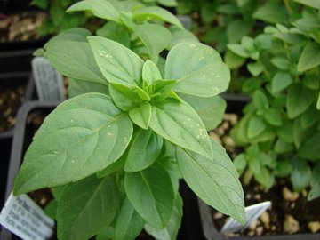 Малышева: сушеный базилик защищает от остеопороза