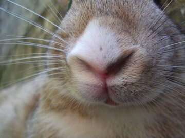 Daily Mail: пятно на носу у американки стало первым сигналом рака