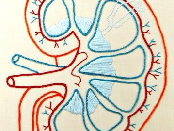 STM: Ученые США внедрили реципиентам иммунные клетки для упрощения пересадки органов