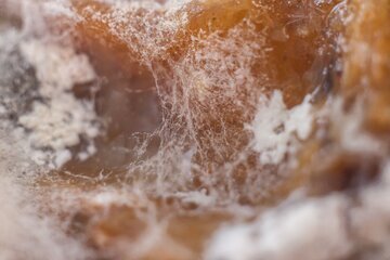 Терапевт Лапа: аллергия на плесень усиливается в начале весны