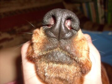 Профессор Бережанский: насморк лечится промыванием