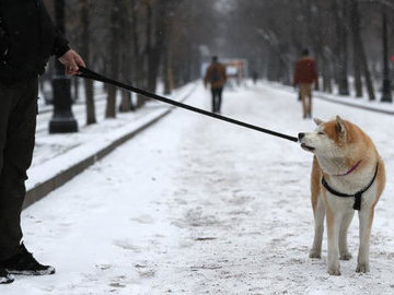ВНИИ паразитологии в России: прогулки с собаками могут нести смертельную опасность