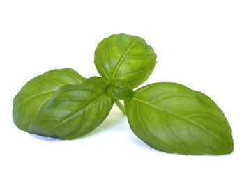 Nutrients: экстракт базилика замедлит старение мозга