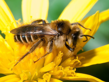 Пчеловод Капунин: пчелы могут ужалить из-за запаха алкоголя и парфюма