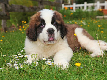 Собаки могут определять болезни по запаху