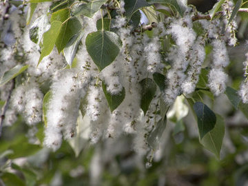 Врач-оториноларинголог: почему тополиный пух опасен для здоровья