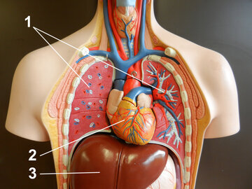 Врач Самедов: при больной печени язык становится черным